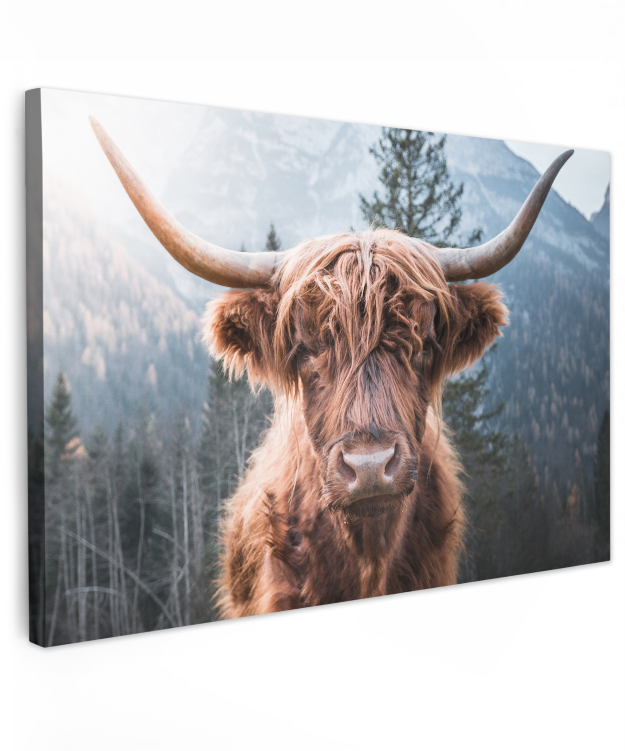 Canvas - Schotse hooglander - Koe - Dieren - Berg - Natuur