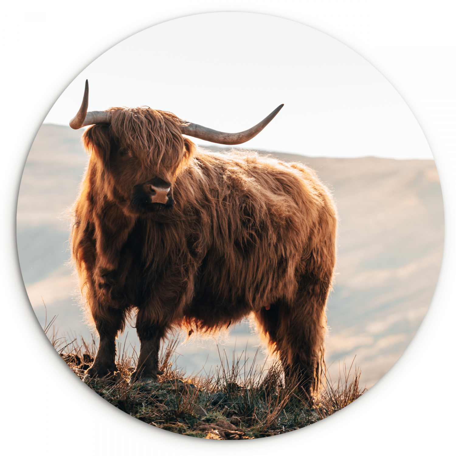 Muurcirkel - Schotse hooglander - Dieren - Landelijk - Landschap - Koe - Natuur