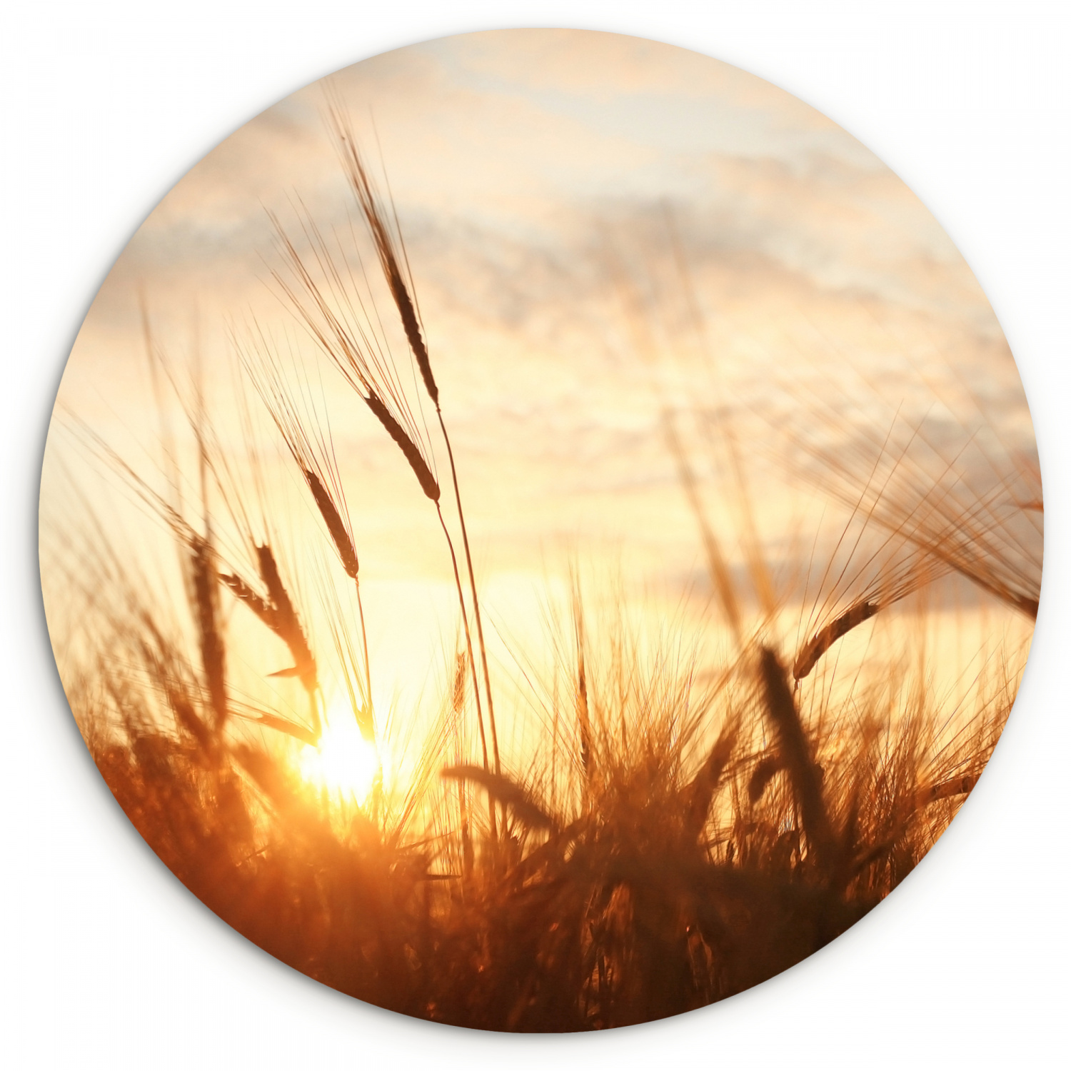 Muurcirkel - Riet - Gras - Zonsondergang - Natuur - Horizon