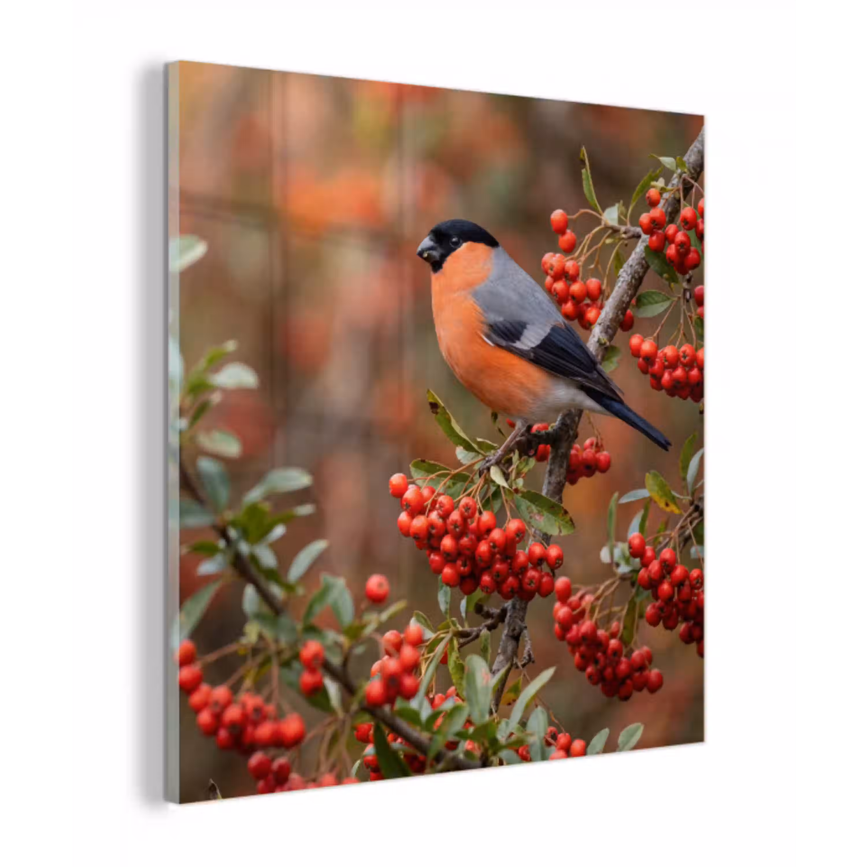 Goudvink - Bessen - Herfst - Natuur - Kleurrijk plexiglas 5mm klein -z3d