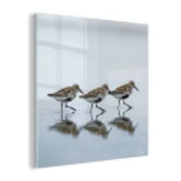 Vogels - Water - Grijs plexiglas 5mm klein -z3d