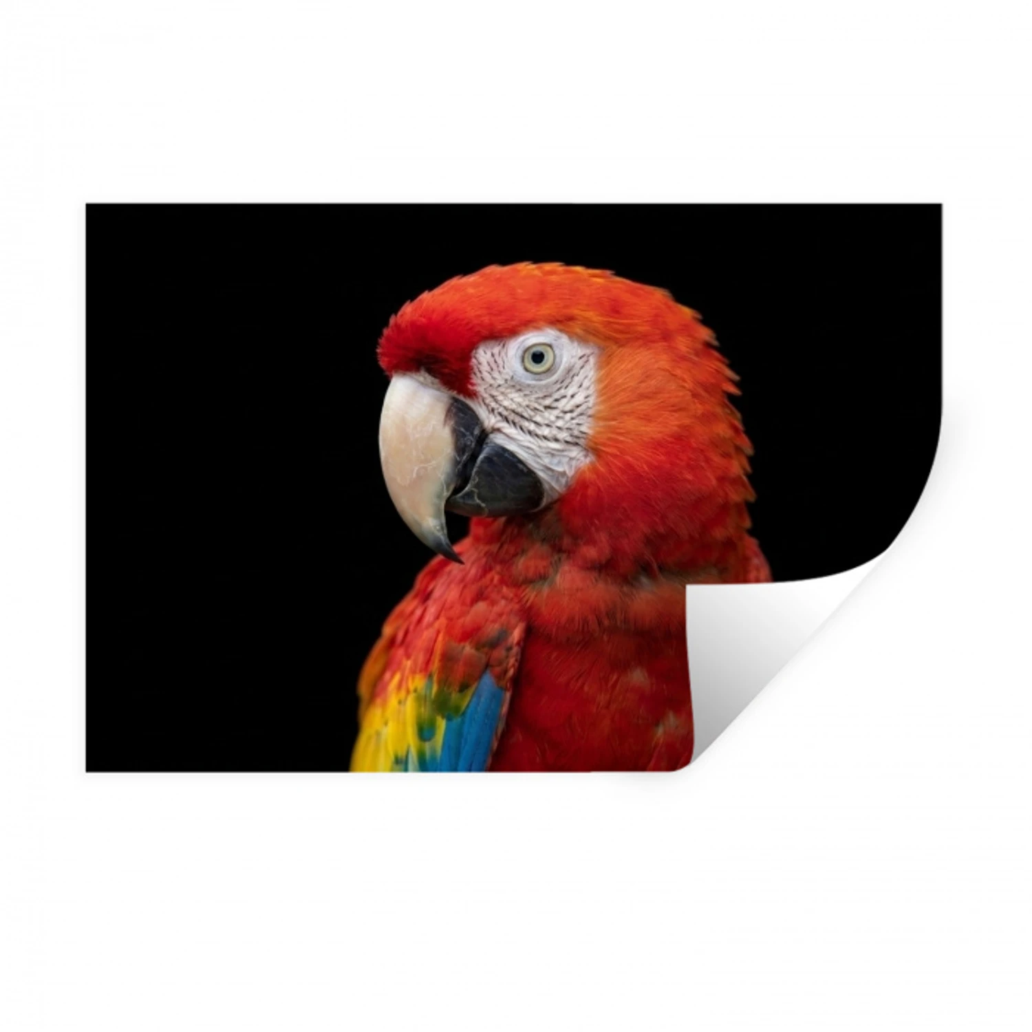 Ara - Portret - Rood Muursticker klein -3d