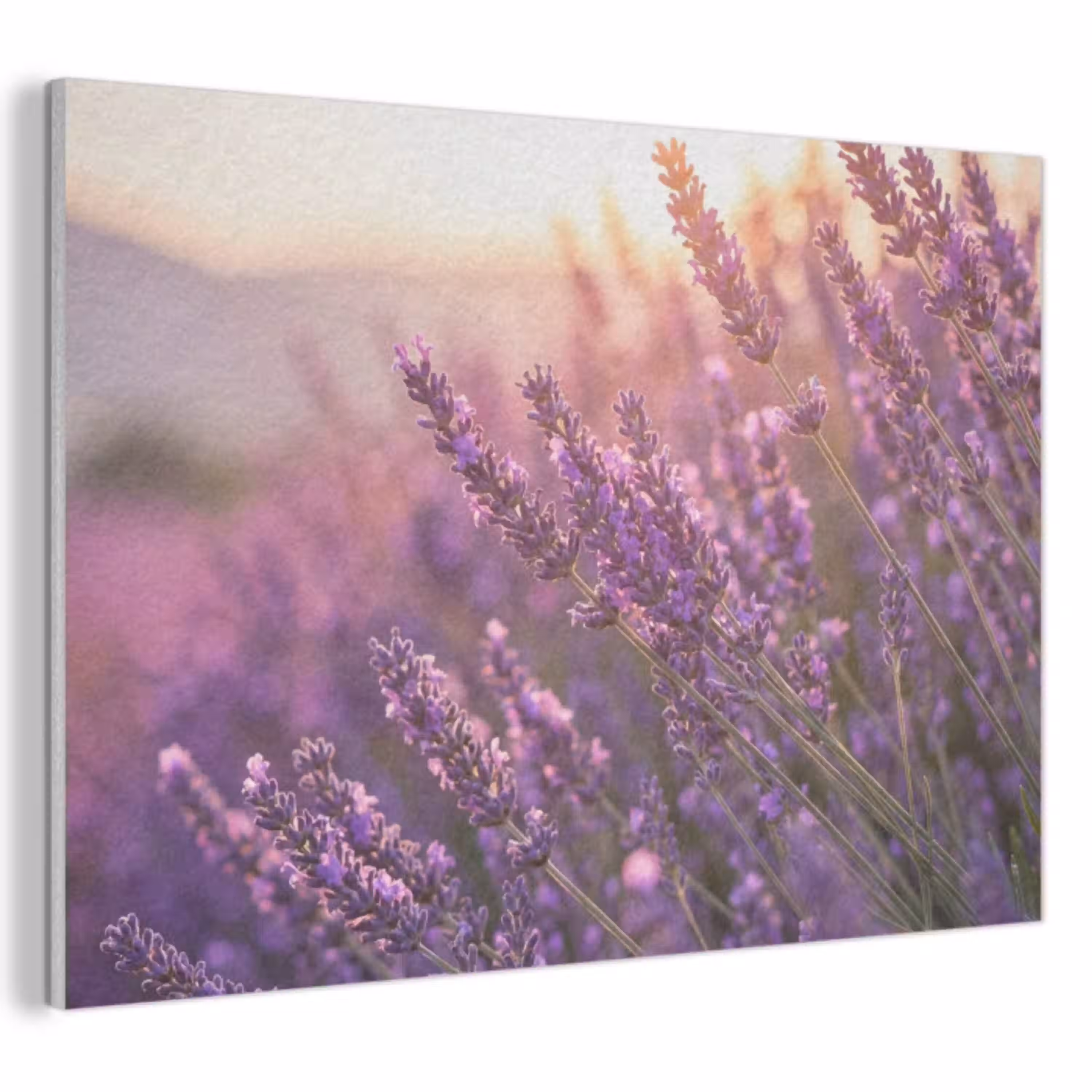 Lavendel - Paars - Zonlicht PET vilt klein -3d