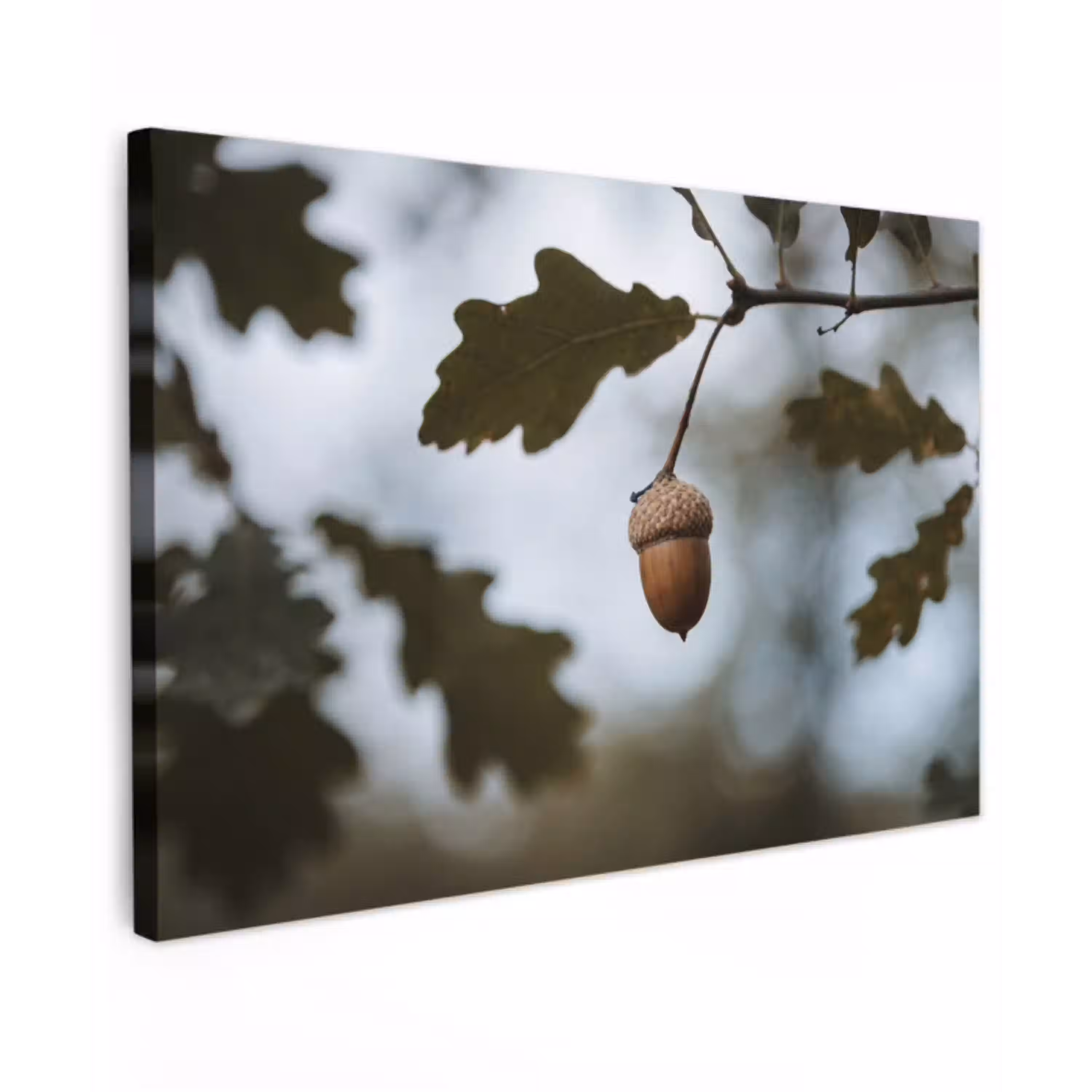 Eikel - Eikenblad - Bos - Herfst - Natuur canvas 2cm klein -z3d
