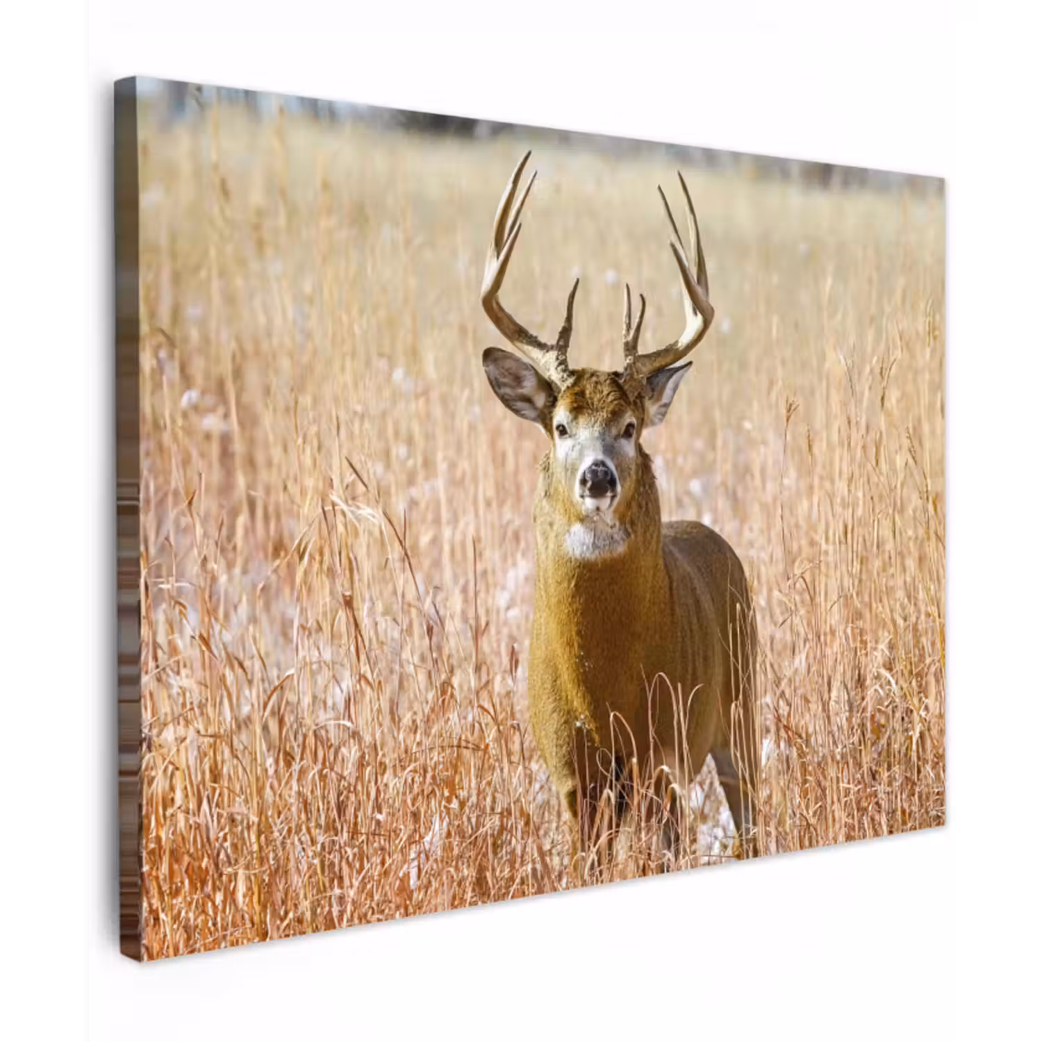 Canvas schilderij - Hert - Gras - Herfst - Dieren - Natuur - Gewei