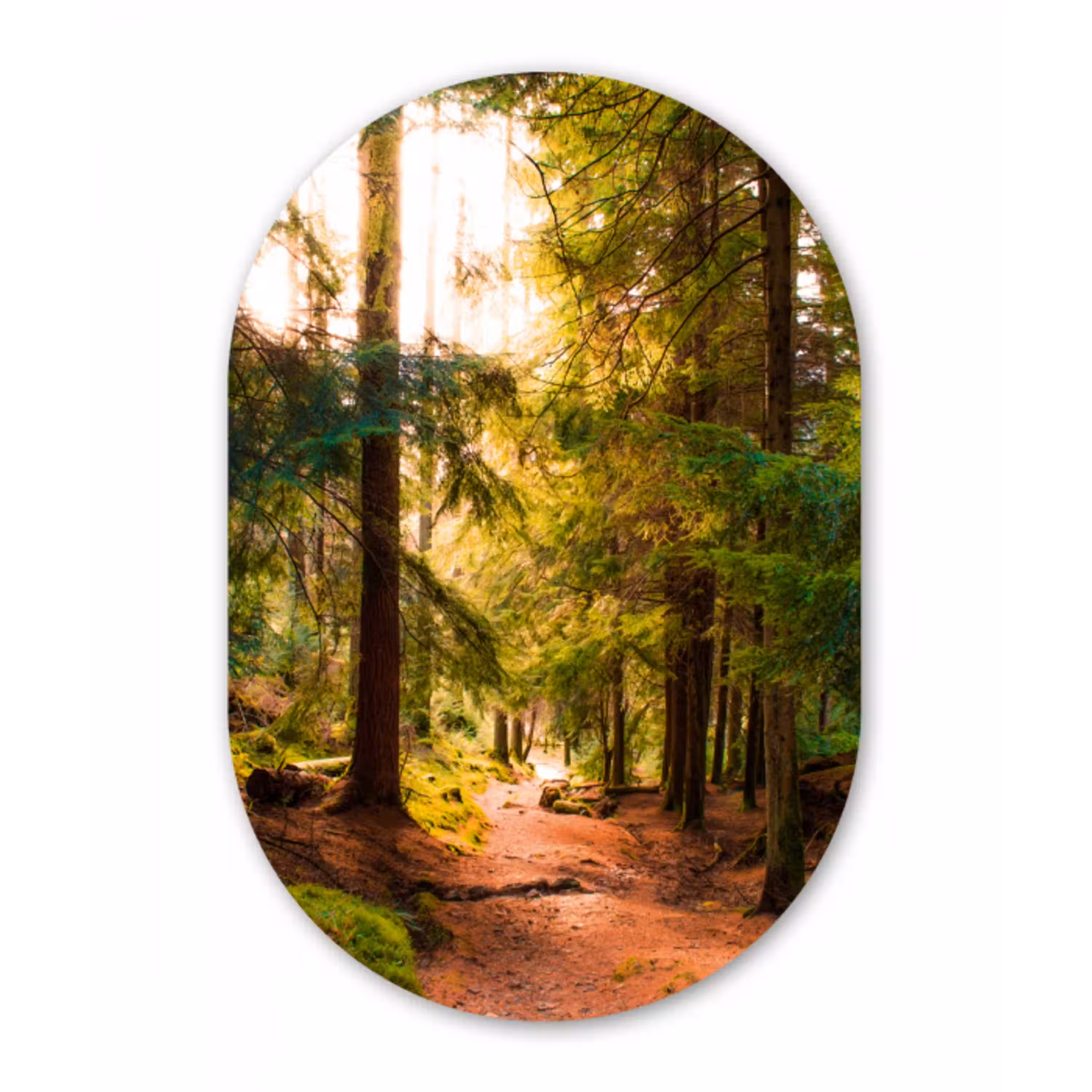 Bos - Pad - Bomen - Groen - Zon - Natuur Wandcirkel Ovaal Forex klein -3d