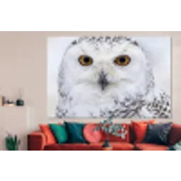 Sneeuwuil - Oog - Wildlife - Wit forex 5mm xxl -woonkamer