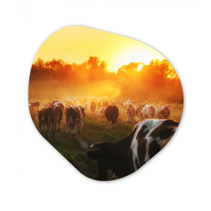 Koeien - Zonsondergang - Weiland - Dieren Wandcirkel Organisch Forex 3mm klein -3d