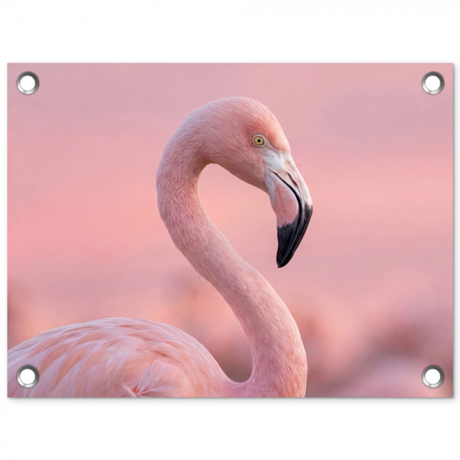 Flamingo - Portret - Roze tuinposter los doek klein -3d