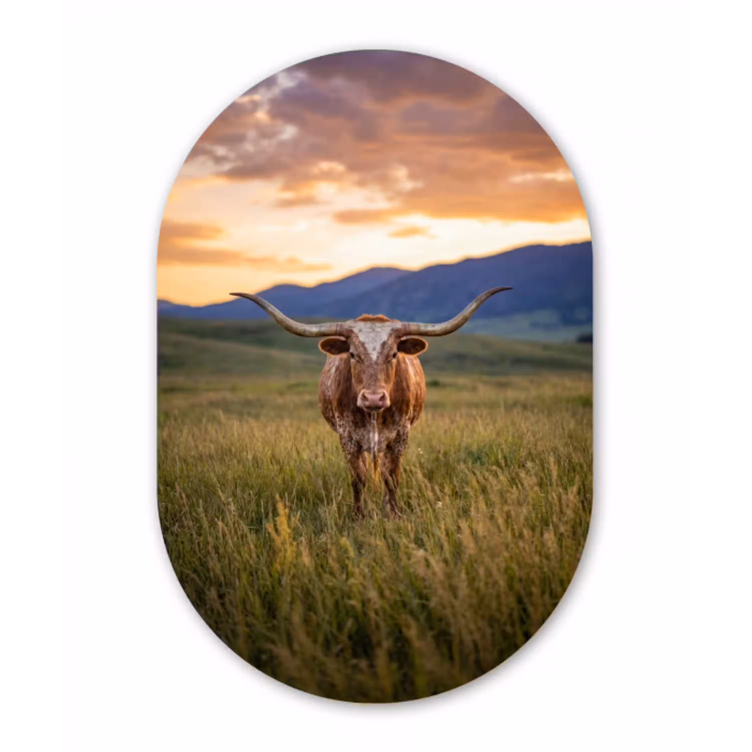 Longhorn - Landschap - Zonsondergang Wandcirkel Ovaal Aluminium middel -3d