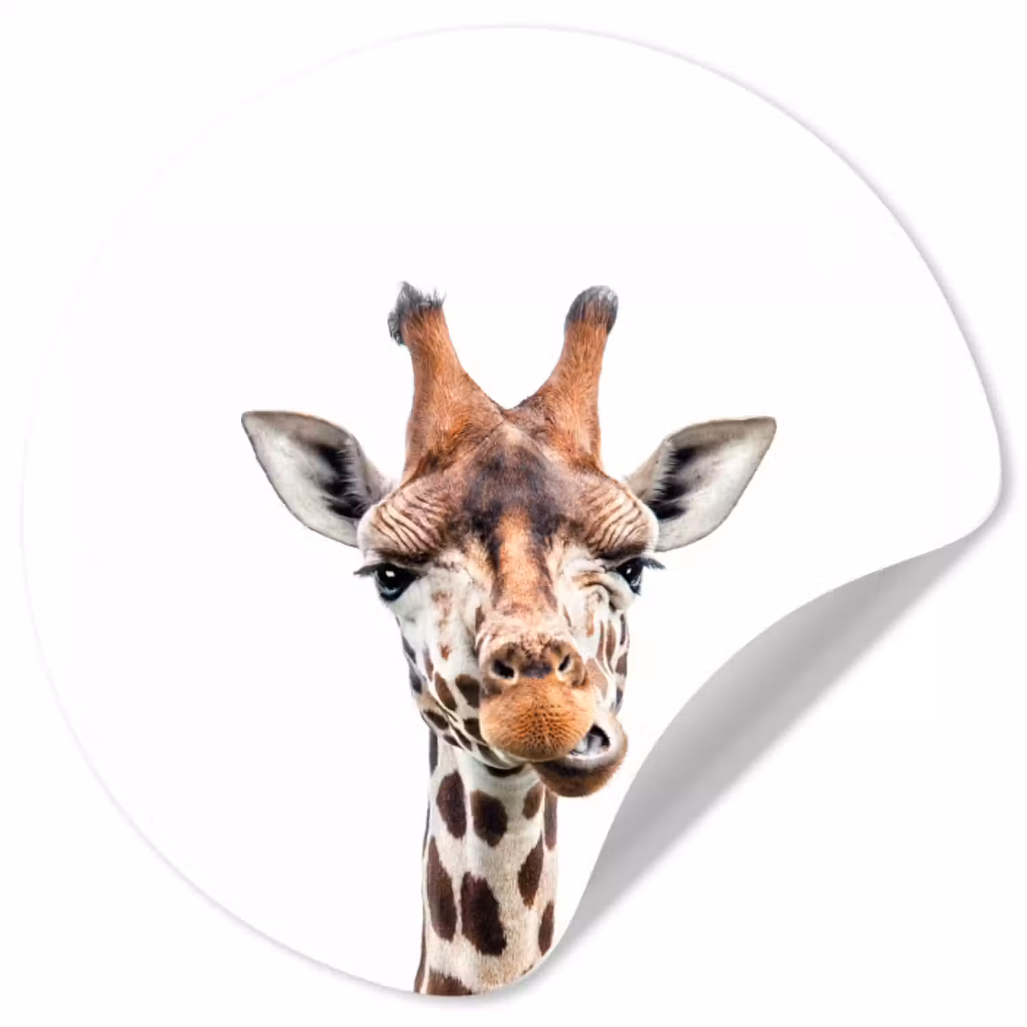 Behangcirkel - Wilde dieren - Giraffe - Kinderen - Jongen - Dieren