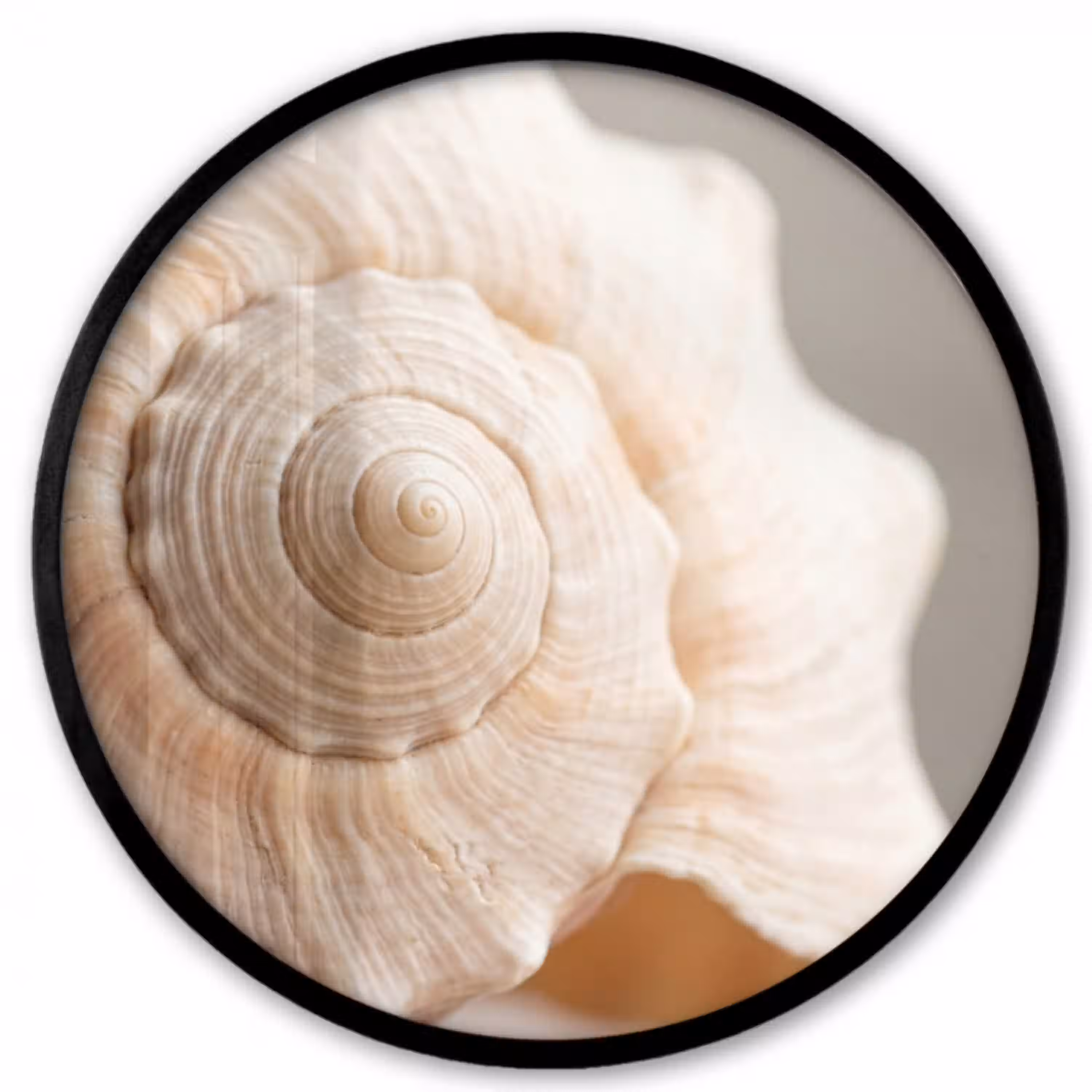 Schelp - Detail - Beige Fotolijst rond zonder passe partout klein -3d