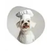 Hond - Wit - Kok Wandcirkel Organisch Plexiglas middel -3d