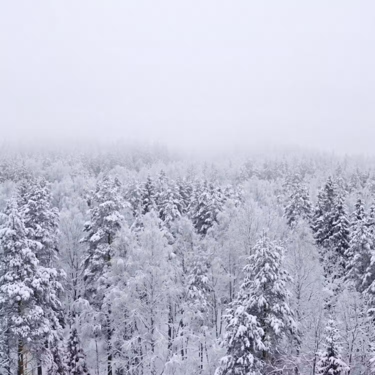 Behang - Bos - Sneeuw - Winter - Natuur - Wit