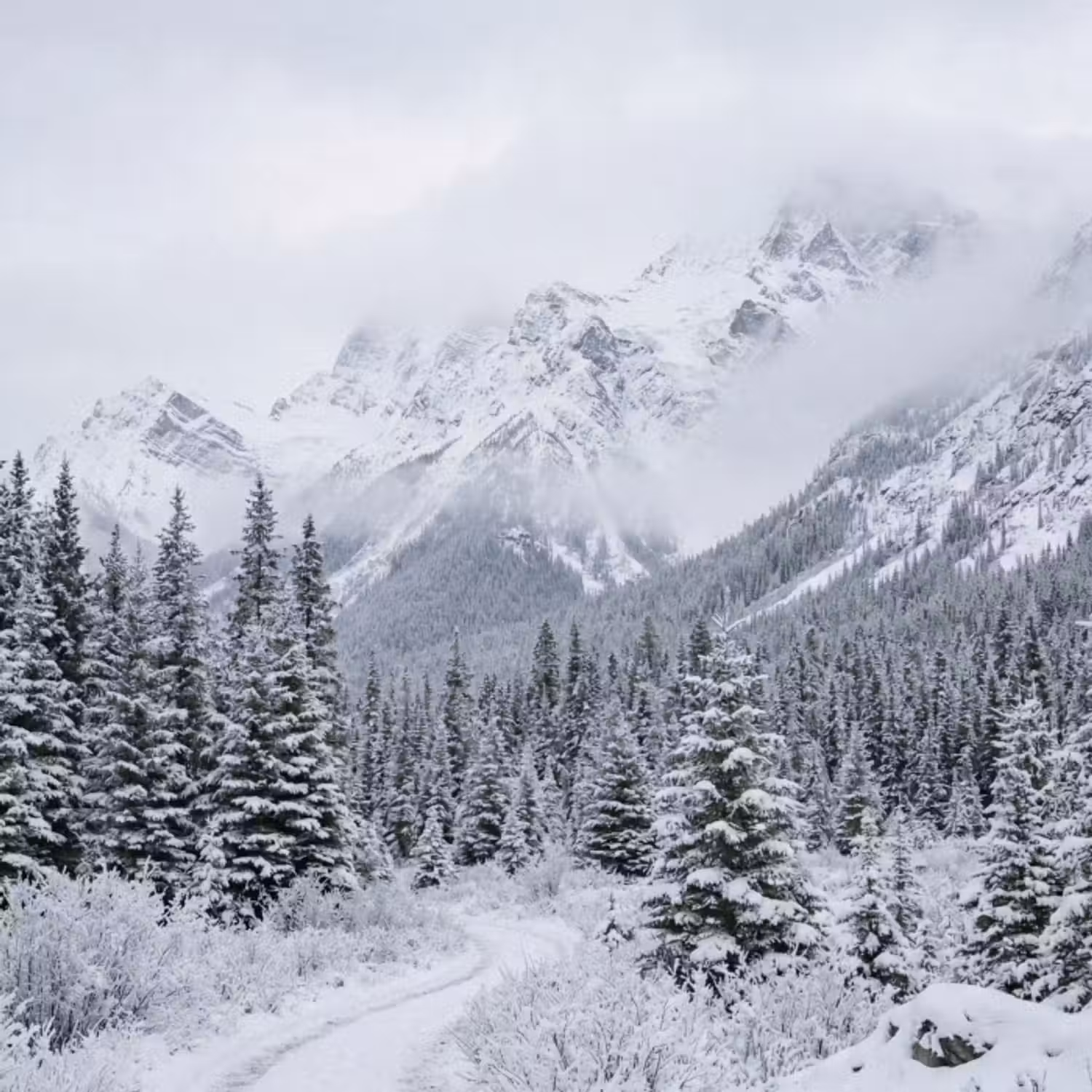 Behang - Weg - Bergen - Sneeuw - Naaldbos - Avontuurlijk