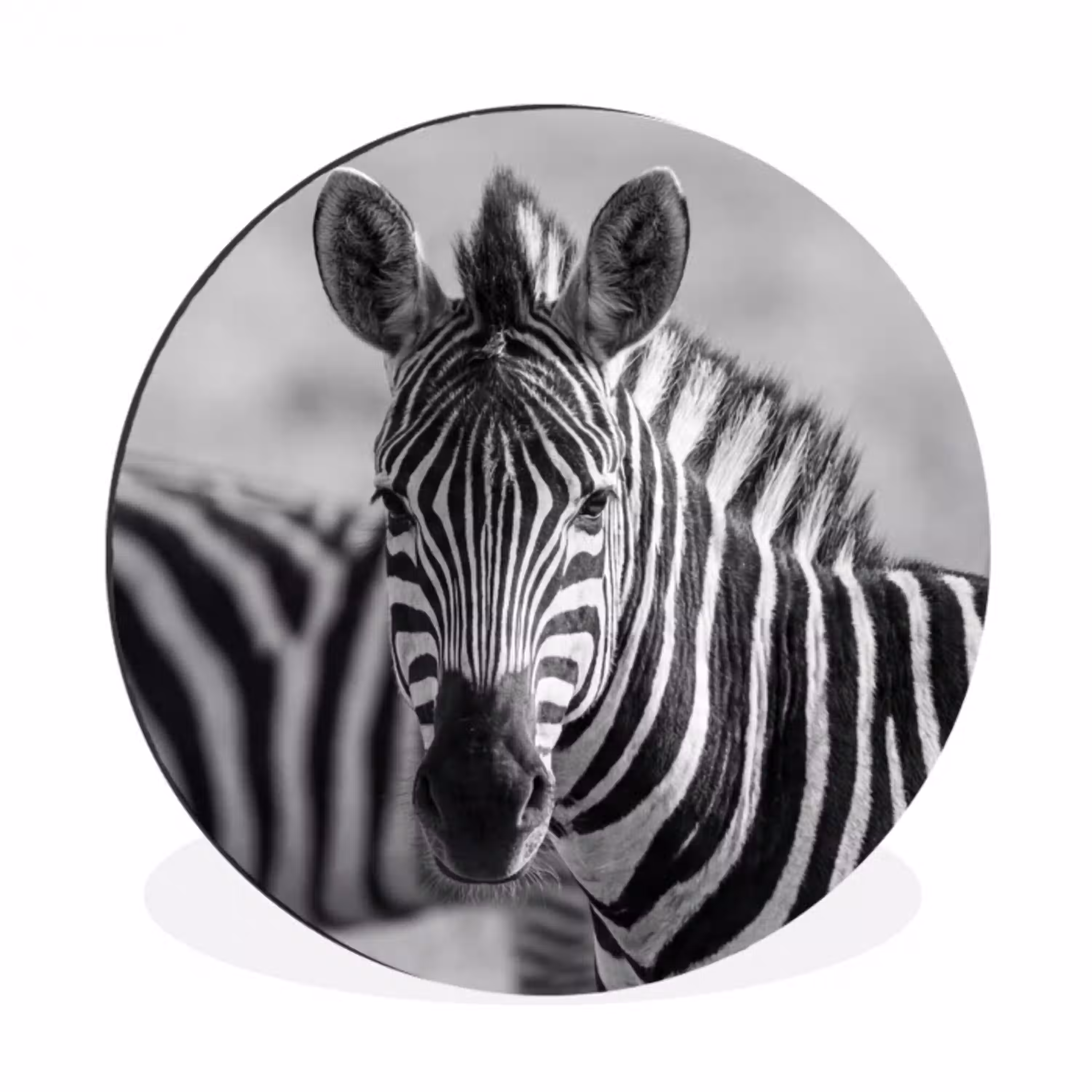 Zebra's - Zwart - Wit Wandcirkel aluminium klein -3d