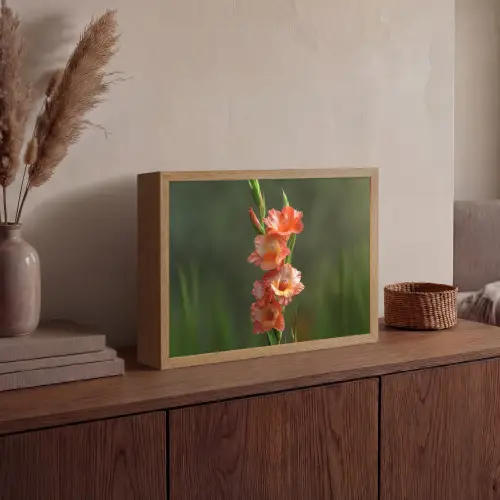 Bloem - Gladiolen - Zalmroze Light Box met batterij (Wandlamp) middel -sfeer2