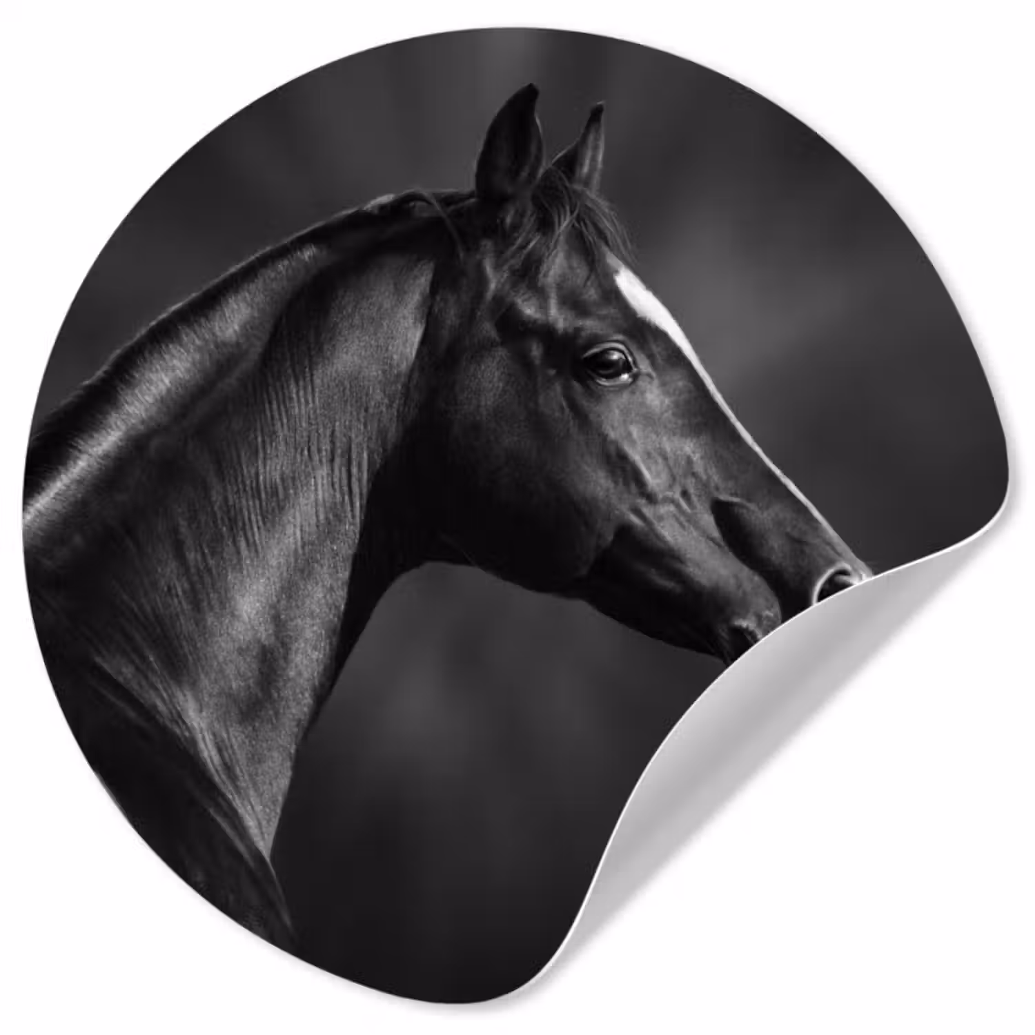 Behangcirkel - Paard - Dieren - Zwart - Wit - Portret