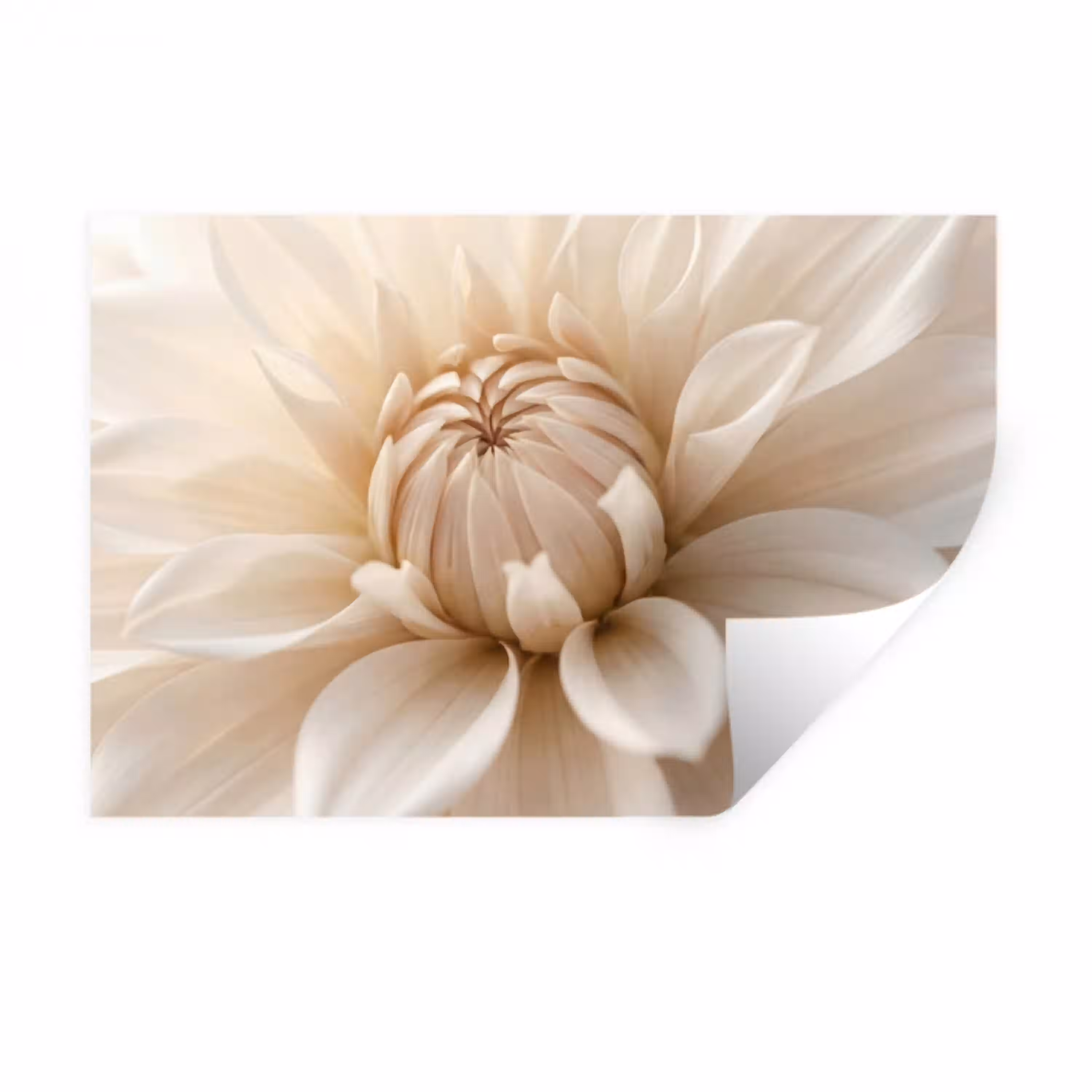 Bloem - Dahlia - Wit Muursticker klein -3d