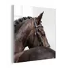Portret - Paard - Elegant plexiglas 5mm klein -z3d