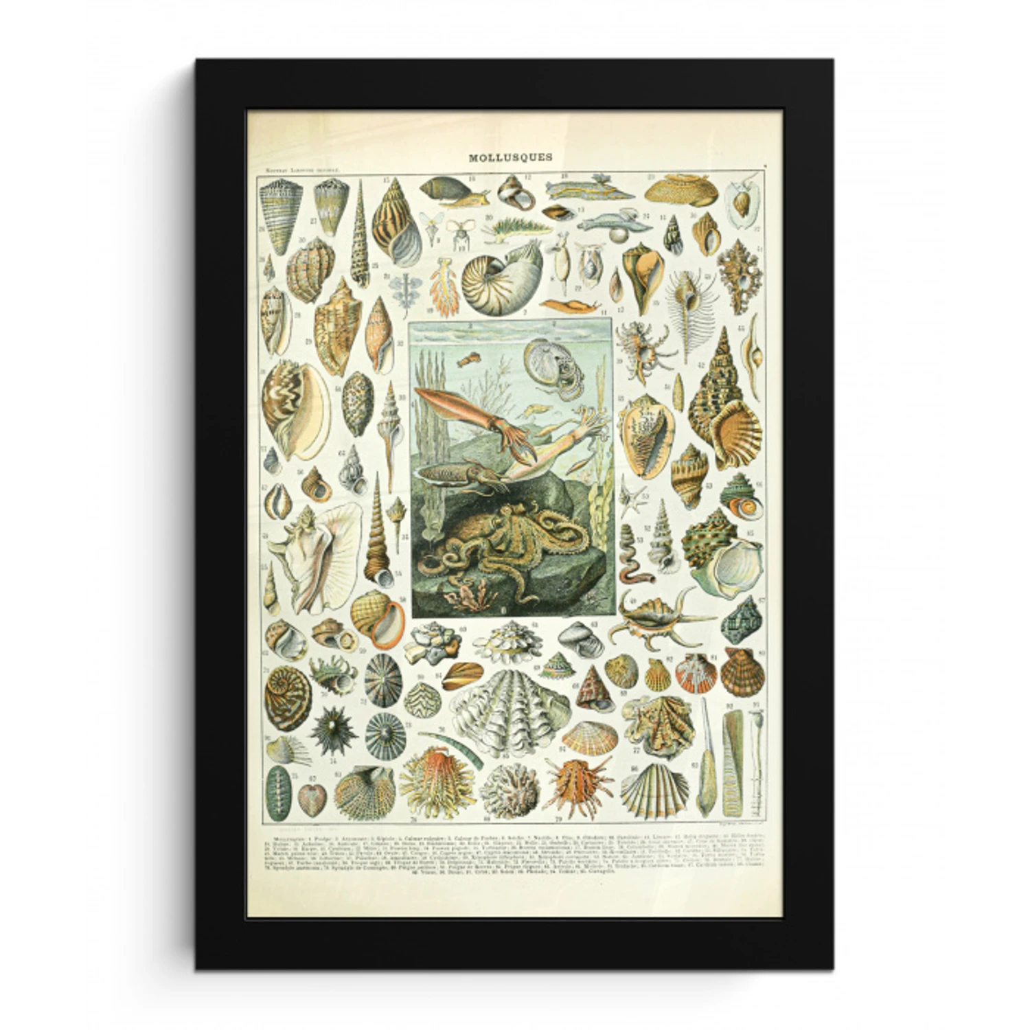Zeedieren - Schelp - Vintage - Zee - Adolphe Millot fotolijst zwart zonder passe partout klein -3d