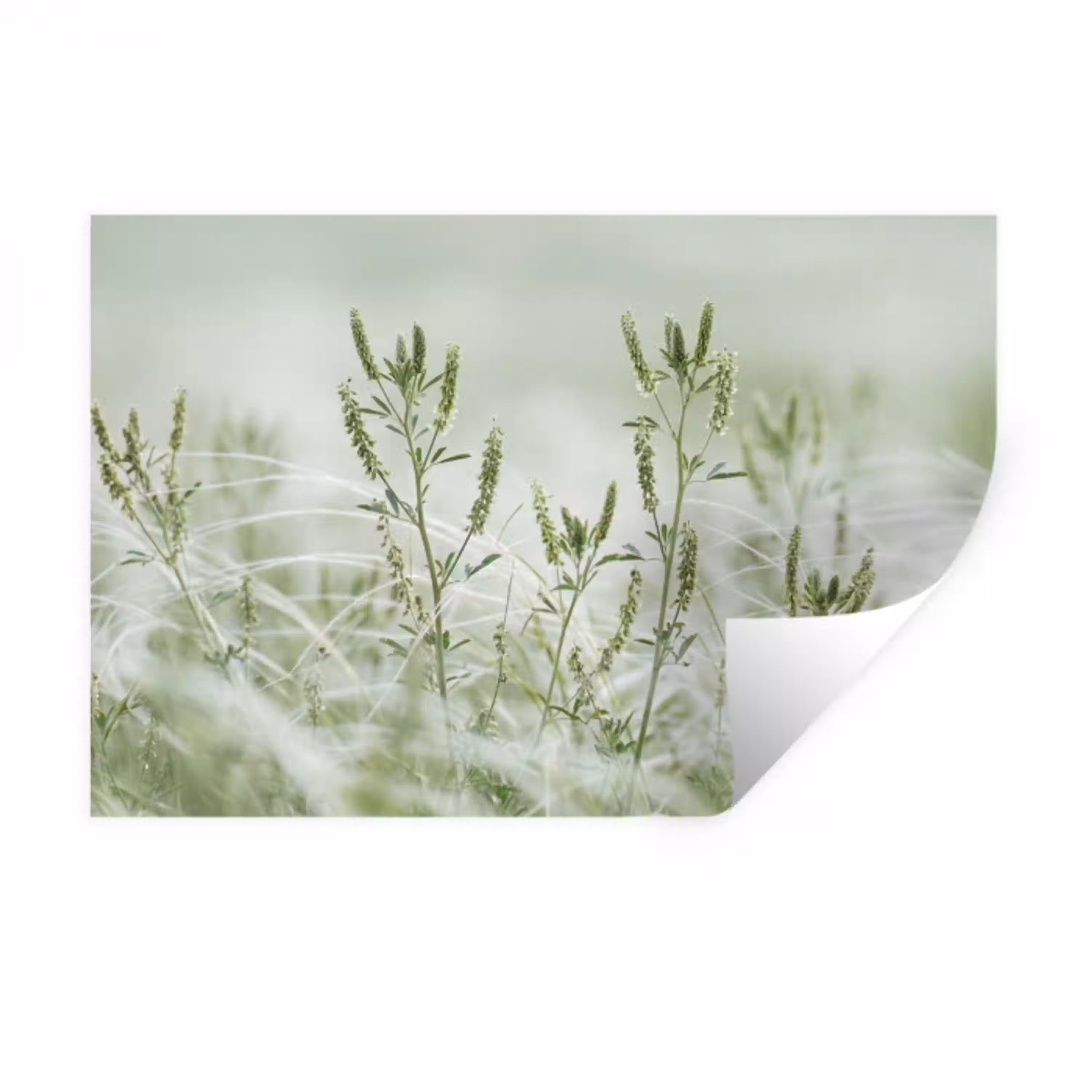 Grassen - Minimalistisch - Groen Muursticker klein -3d