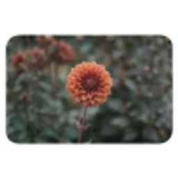 Dahlia - Bloem - Natuur - Sfeervol Badmat klein -3d
