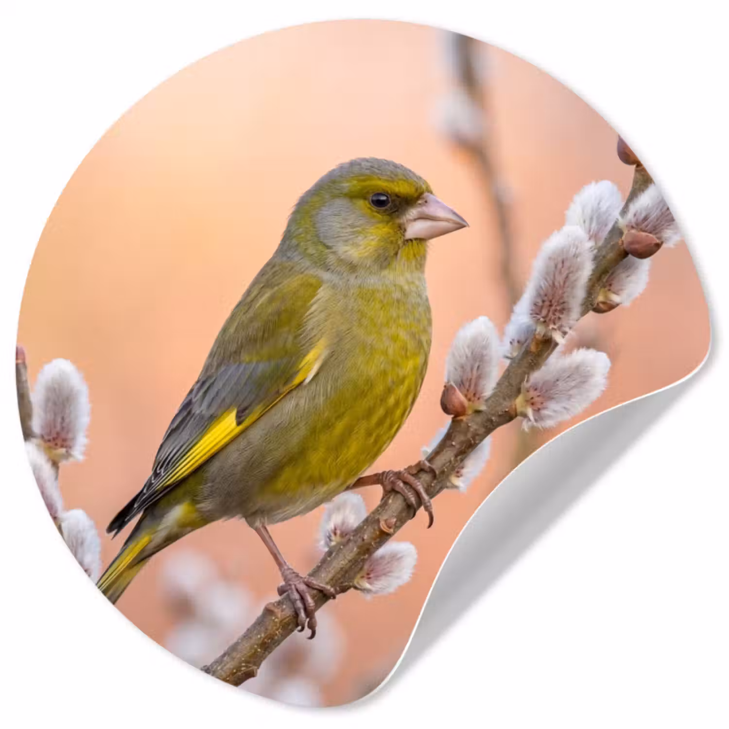 Behangcirkel - Groenling - Katjes - Lente - Natuur - Zacht
