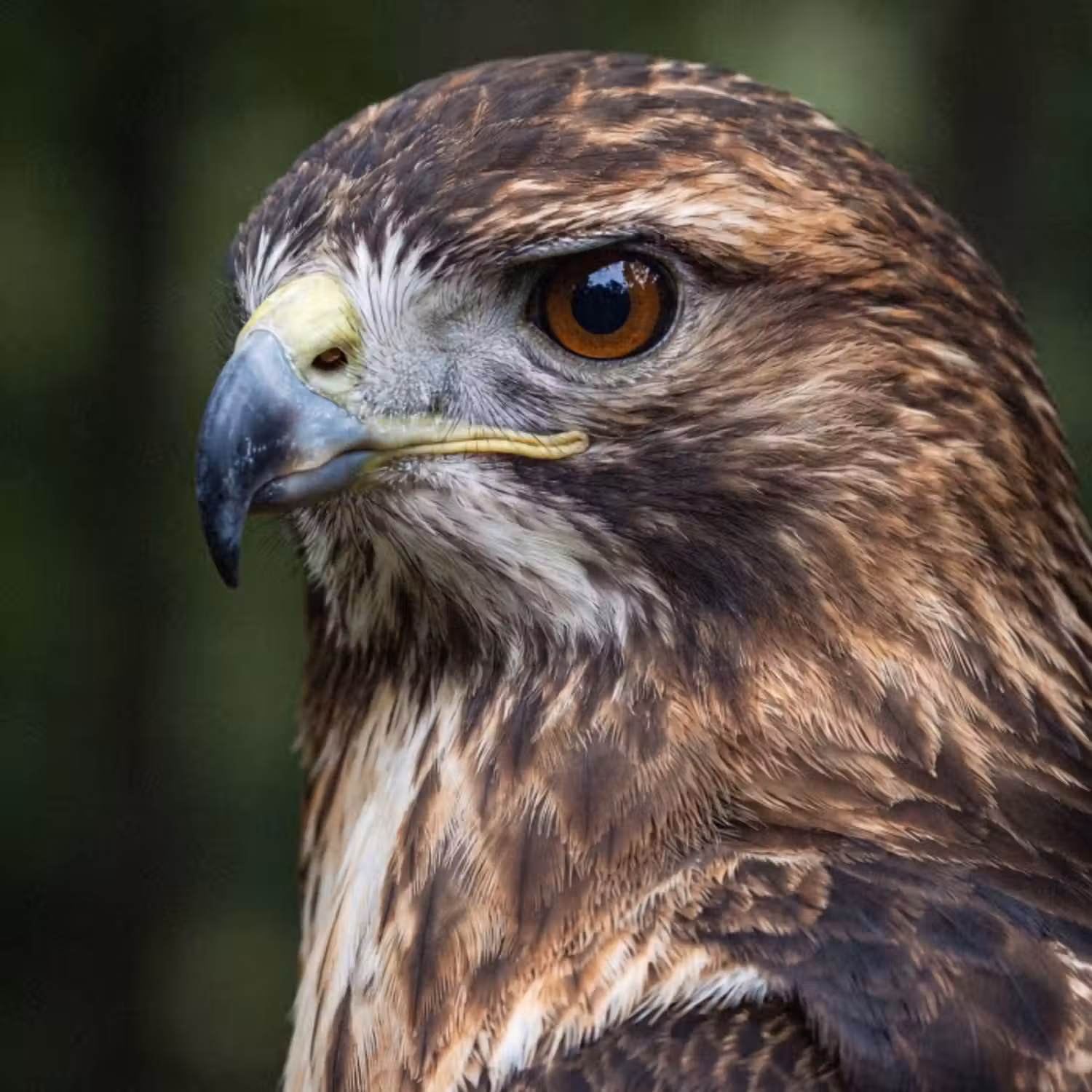 Tapete - Bussard - Raubvogel - Natur - Braun