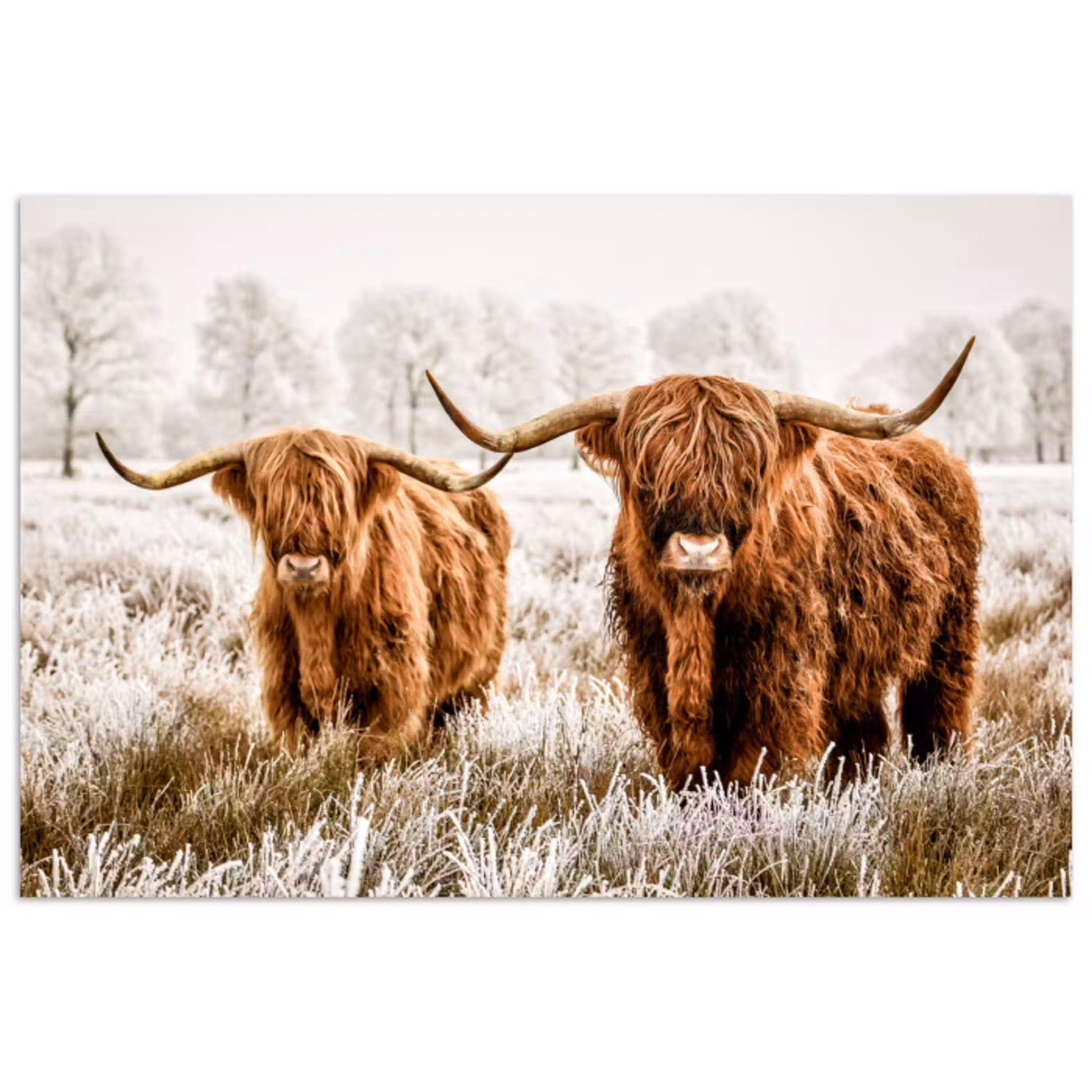 Schotse hooglander - Koe - Natuur - Winter poster papier klein -3d