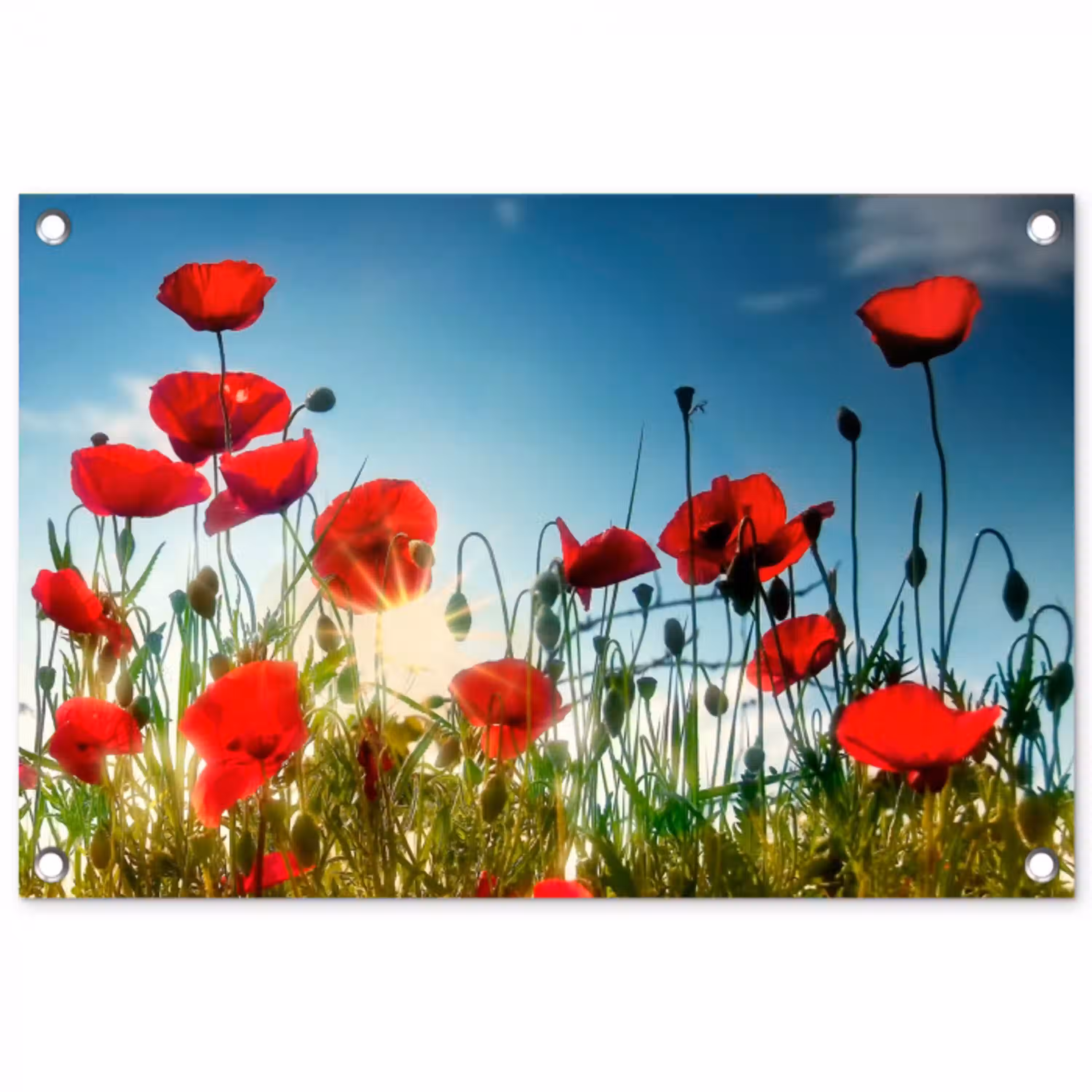 Klaprozen in tegenlicht tuinposter los doek klein -3d