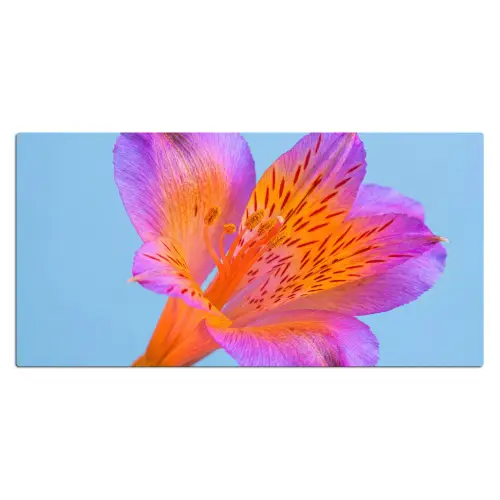 Bloem - Detail - Kleurrijk Muismat XXL klein -3d_leeg