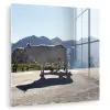 Schotse hooglander - Licht - Berg - Natuur plexiglas 5mm klein -zzzproduct_nieuw