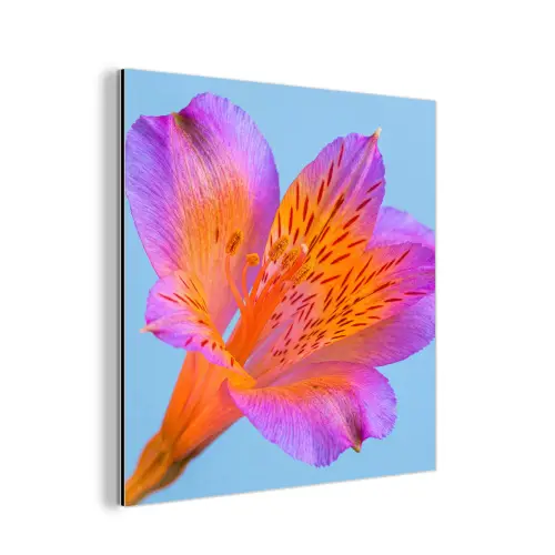 Bloem - Detail - Kleurrijk aluminium wit klein -3d