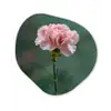 Anjer - Roze - Bloemblaadjes Wandcirkel Organisch Forex 3mm klein -3d