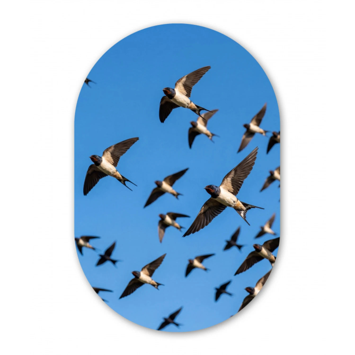 Zwaluwen - Vliegen - Blauw Wandcirkel Ovaal Forex klein -3d
