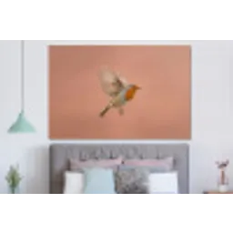 Roodborst - Natuur - Roze forex 5mm xxl -slaapkamer