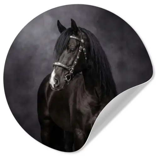 Portret - Paard - Zwart Wandcirkel behangsticker klein -3d