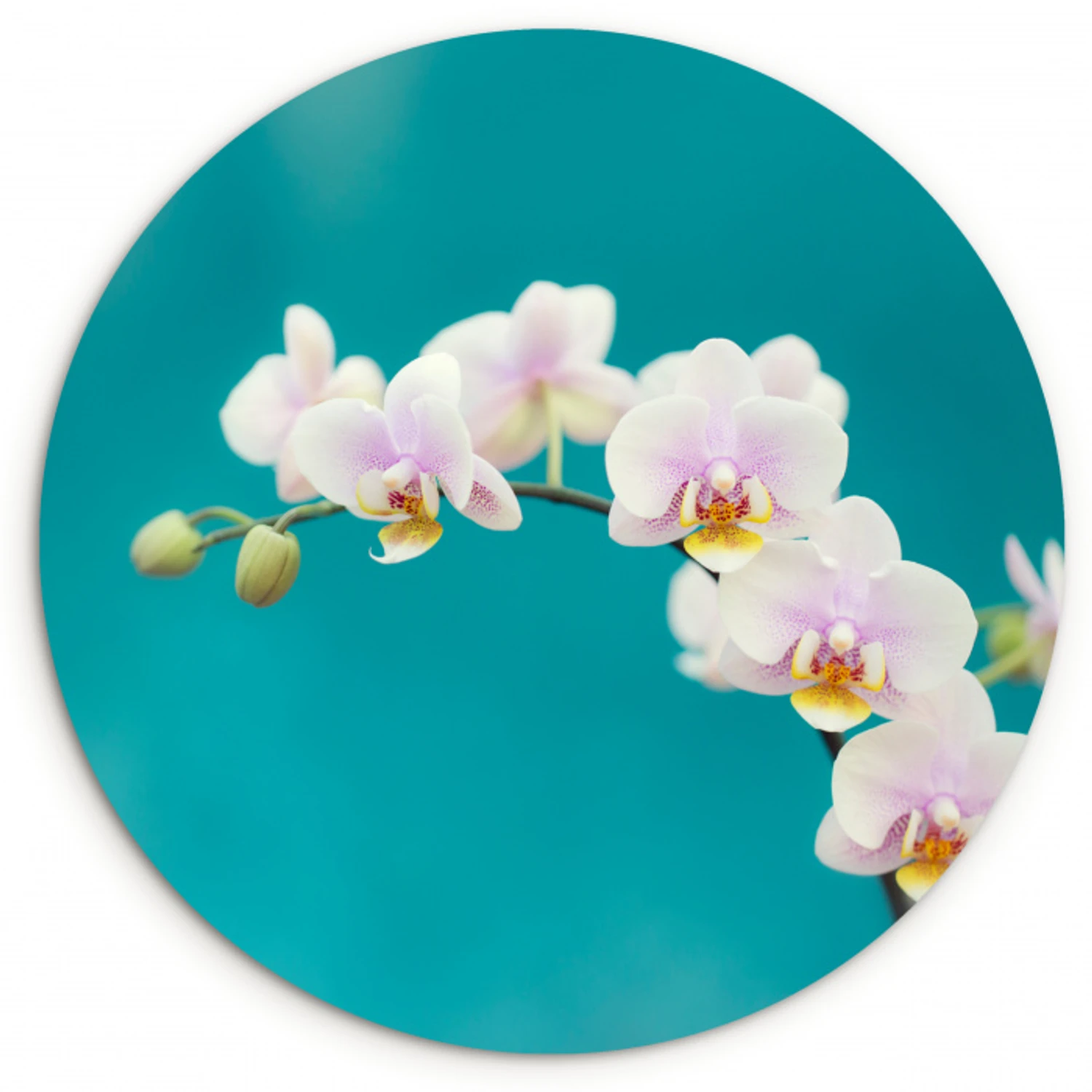 Orchidee - Bloemen - Plant - Wit - Paars Wandcirkel kunststof plaat 5mm dik klein -3d