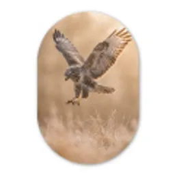 Buizerd - Roofvogel - Natuur - Bruin Wandcirkel Ovaal Aluminium middel -3d