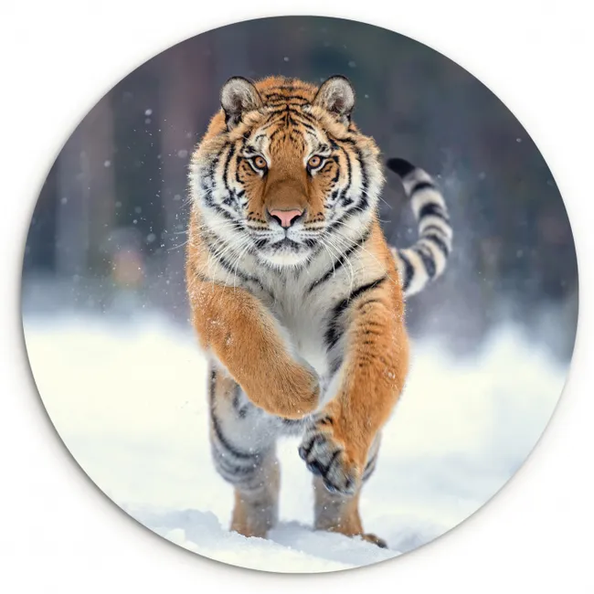 Tijger - Landschap - Sneeuw - Winter - Dieren Wandcirkel kunststof plaat 5mm dik klein -3d