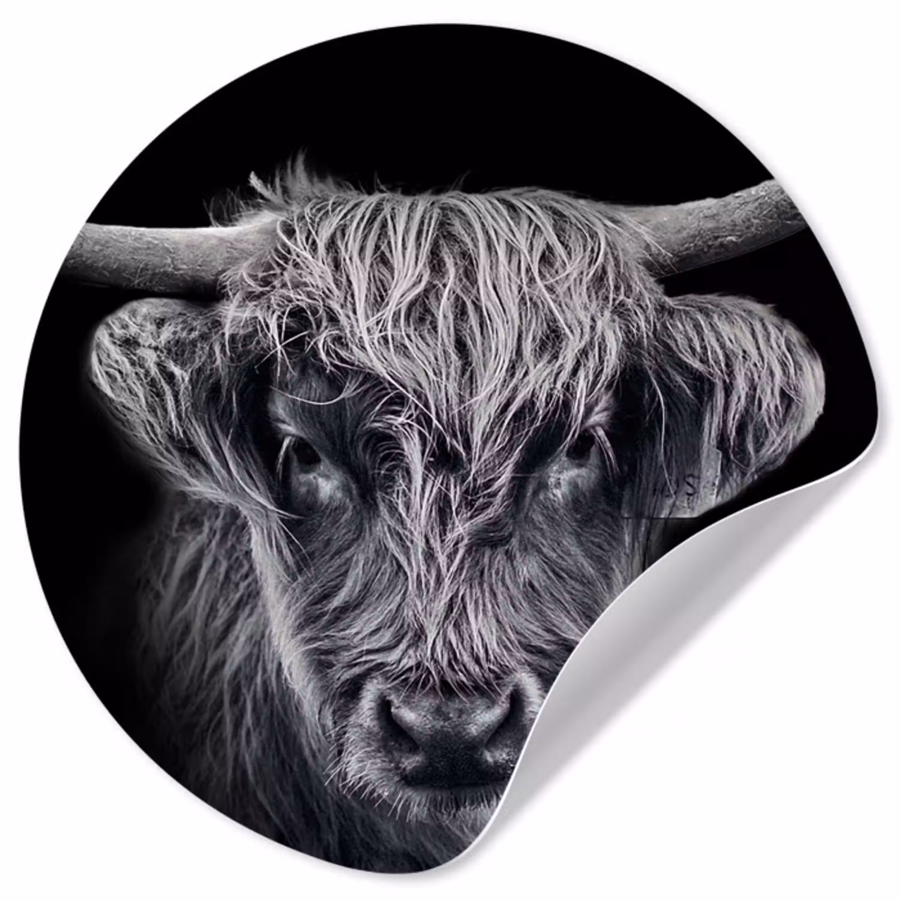 Schotse hooglander - Zwart - Koe - Dieren Wandcirkel behangsticker klein -3d