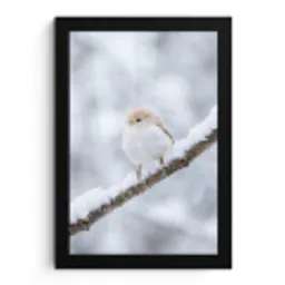 Vogeltje - Sneeuw - Tak - Winter - Zacht fotolijst zwart zonder passe partout klein -3d