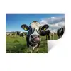 Koe - Tong - Weide Muursticker klein -3d