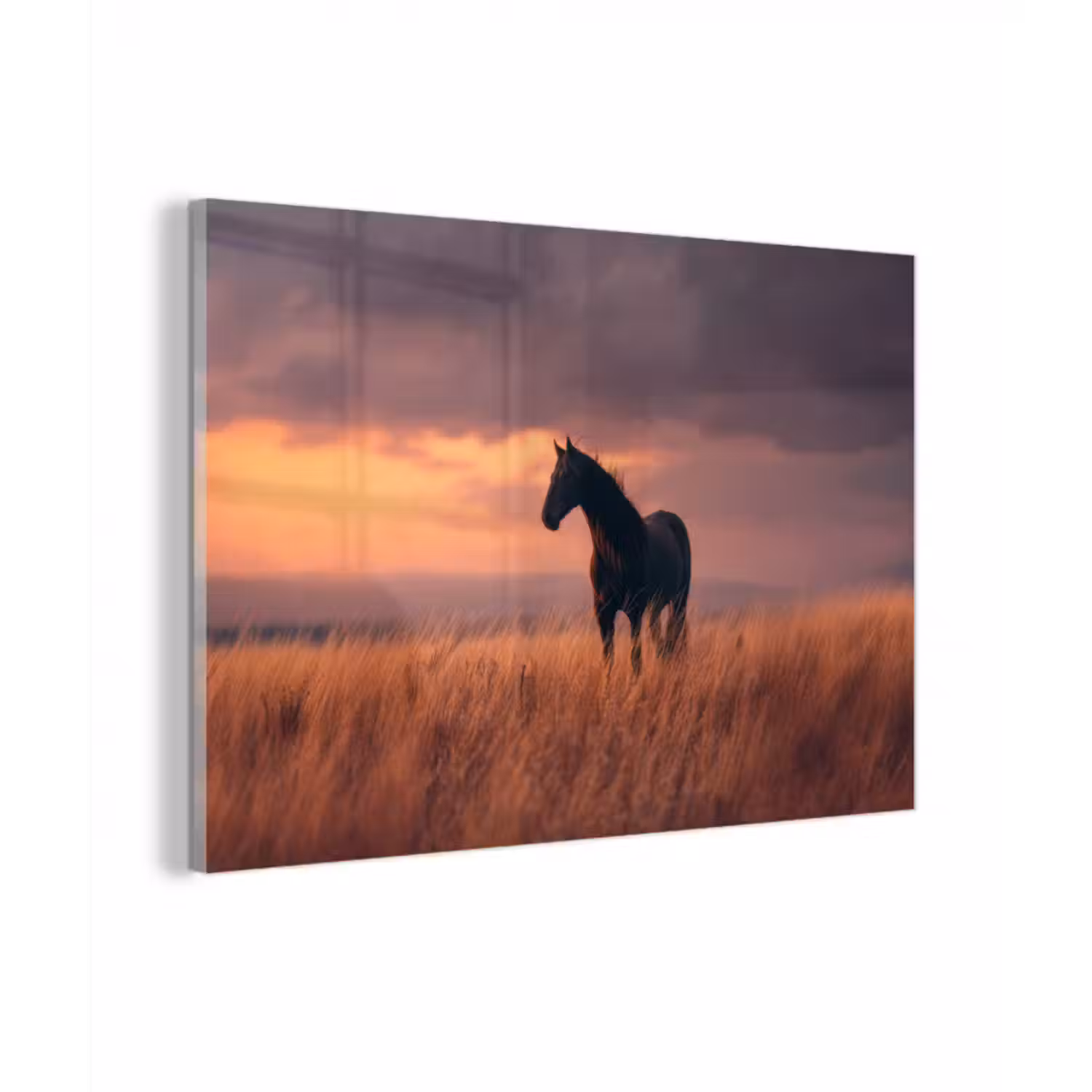 Glasbild - Pferd - Wolken - Offenes Feld