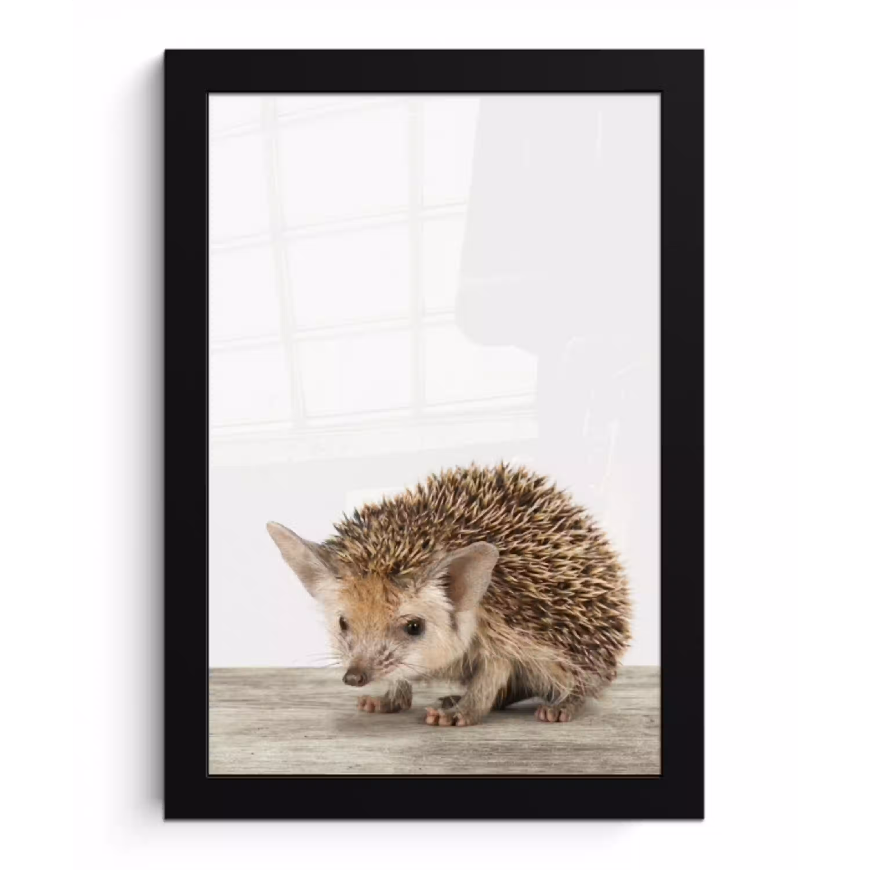 Egel - Dieren - Kinderen - Jongens - Meisjes fotolijst zwart zonder passe partout klein -3d