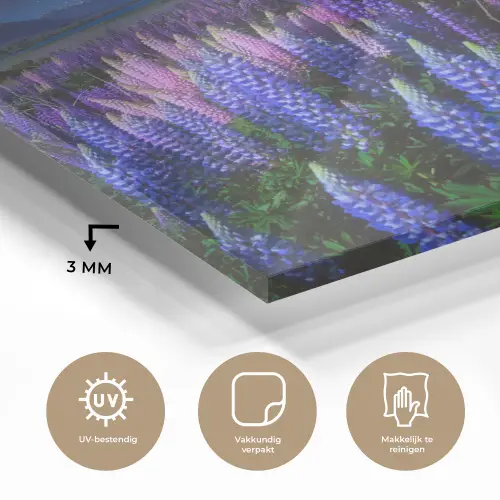 Bloemen - Nacht - Lupine - Sterrenhemel - Paars - Natuur plexiglas 5mm klein -sfeer2