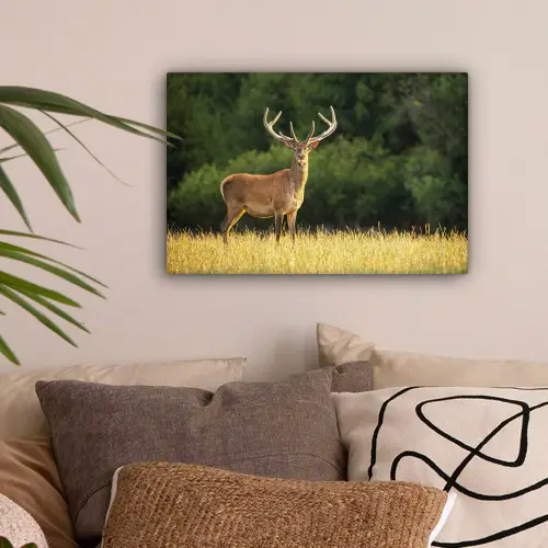 Hert - Gewei - Gras - Natuur - Dieren - Groen canvas 2cm klein -sfeer1