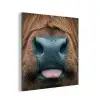 Schotse hooglander - Neus - Bruin aluminium wit klein -3d