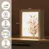 Pampasgras - Pluim - Wit - Beige Light Box met kabel (Tafellamp) klein -USP_NL